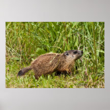 Young Groundhog Print