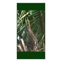Young Heron in San Blas Mexico Custom Photo Card