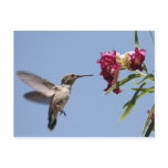 Young Hummingbird Postcard
