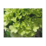 young hydrangea post card