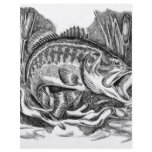 Young Largemouth Bass Flyer