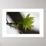 Young Leaves Poster (displayed horizontally)