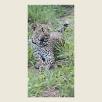 Young Leopard 2 photo cards