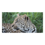 Young Leopard 3 Photo Card Template