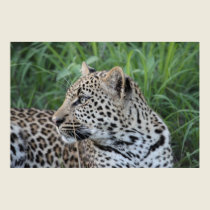 Young Leopard Canvas posters