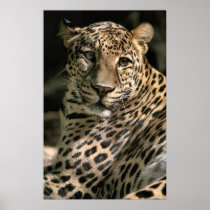 Young Leopard Cub Art Gifts Print