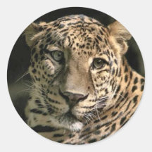Young Leopard Cub Art Gifts Sticker