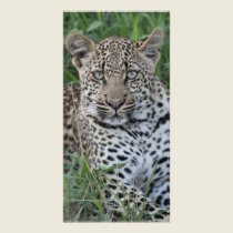 Young Leopard photo cards