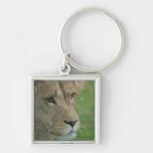Young Lion Keychain