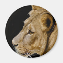 Young Lion Magnet