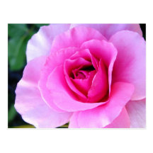 Young Love: Rose Floral Postcard