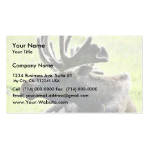 Young moose business card