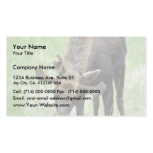 Young moose eating grass business card