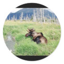 Young moose stickers