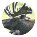 Young moose stickers
