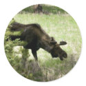 Young moose walking stickers