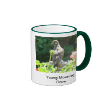 Young Mourning dove Mug