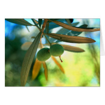 Young Olive On A Branch Cards