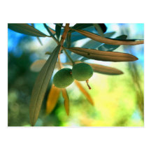 Young Olive On A Branch Postcard