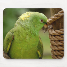 young parrot mouse pad