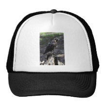 Young Peregrine Falcon Hat