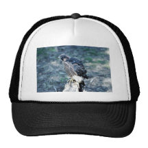 Young Peregrine Falcon Mesh Hat