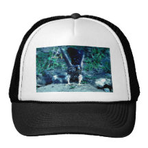 Young Peregrine Falcon Mesh Hats