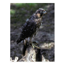 Young Peregrine Falcon Post Cards