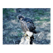 Young Peregrine Falcon Postcard