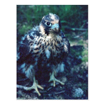 Young Peregrine Post Cards