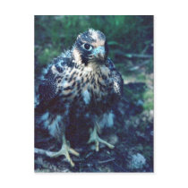 Young Peregrine Postcard