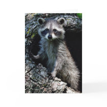 Young Raccoon Greeting Cards