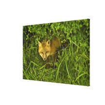 Young Red Fox coming out from hiding in bushes Stretched Canvas Print