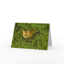 Young Red Fox coming out from hiding in bushes Greeting Cards