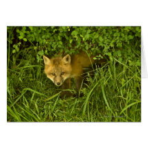 Young Red Fox coming out from hiding in bushes Greeting Cards
