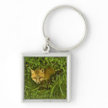Young Red Fox coming out from hiding in bushes Keychain