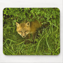 Young Red Fox coming out from hiding in bushes Mouse Pad