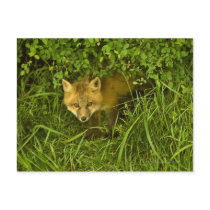 Young Red Fox coming out from hiding in bushes Post Cards