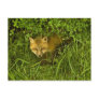 Young Red Fox coming out from hiding in bushes Post Cards