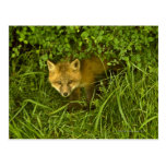 Young Red Fox coming out from hiding in bushes Post Cards