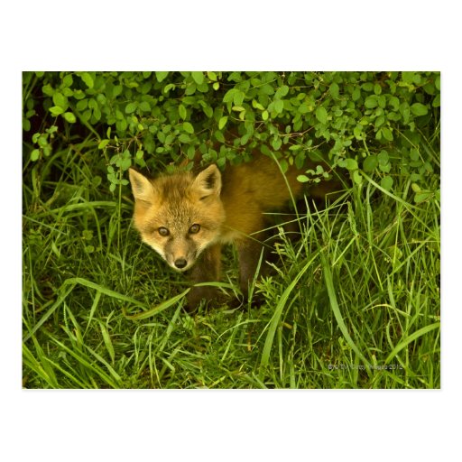 Young Red Fox coming out from hiding in bushes Post Cards