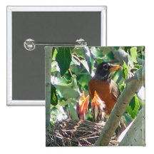 Young robins hungry, open beaks, looking for food buttons