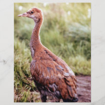 Young Sandhill Crane Flyers
