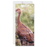 Young Sandhill Crane Full Color Rack Card