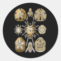 Young Sea Urchins Sticker