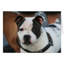 Young Staffordshire Bull Terrier Note Card