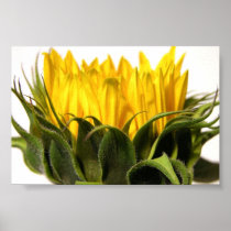 Young Sunflower Poster