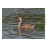 Young Swan Card