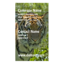 Young Tiger Cub Business Cards