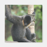Young White Cheeked Capuchin Monkey Magnet